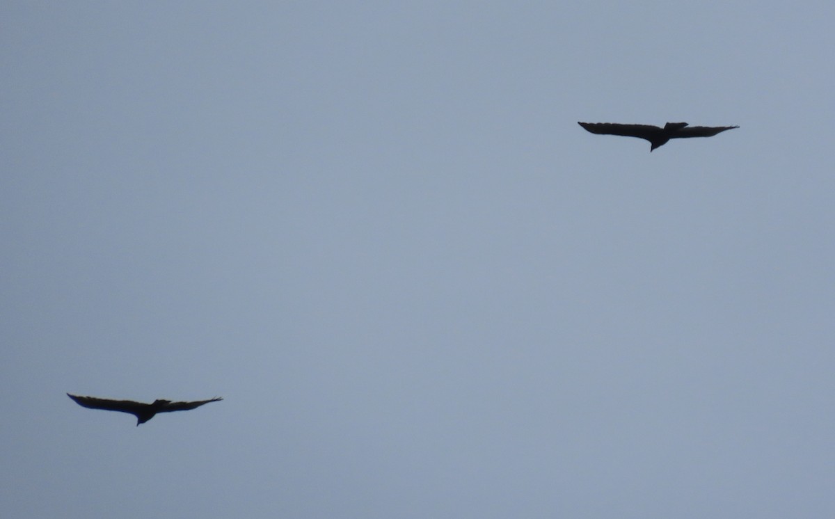 Black Vulture - ML645548816