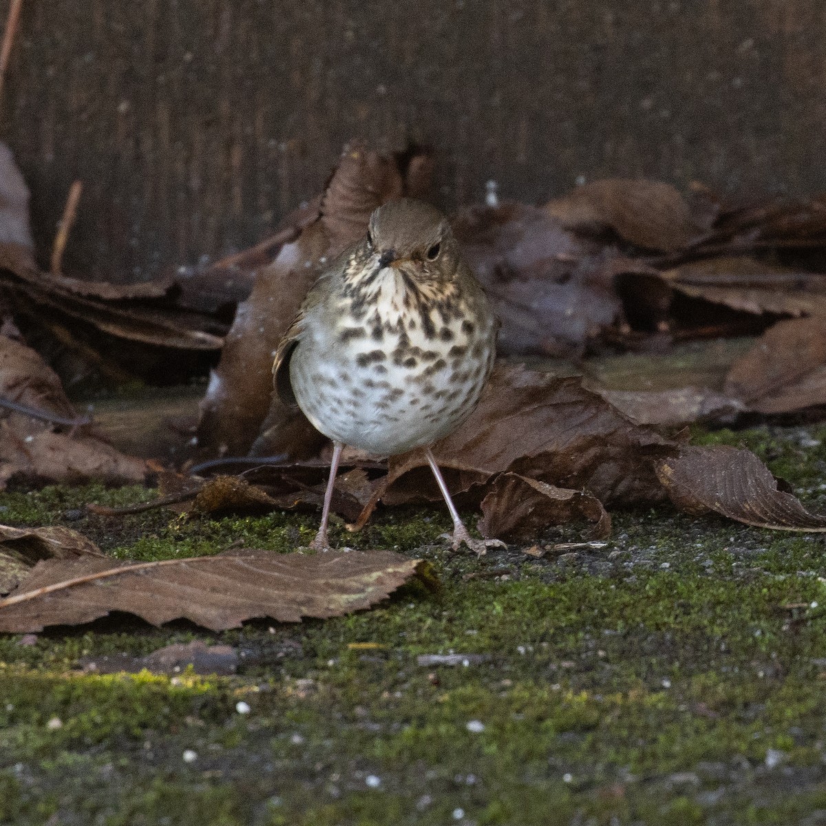 Hermit Thrush - ML645548819