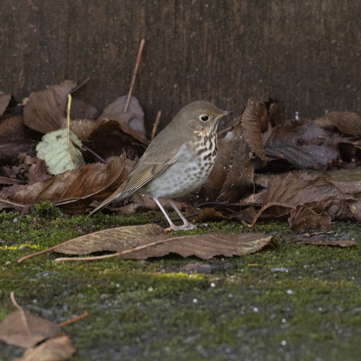 Hermit Thrush - ML645548820