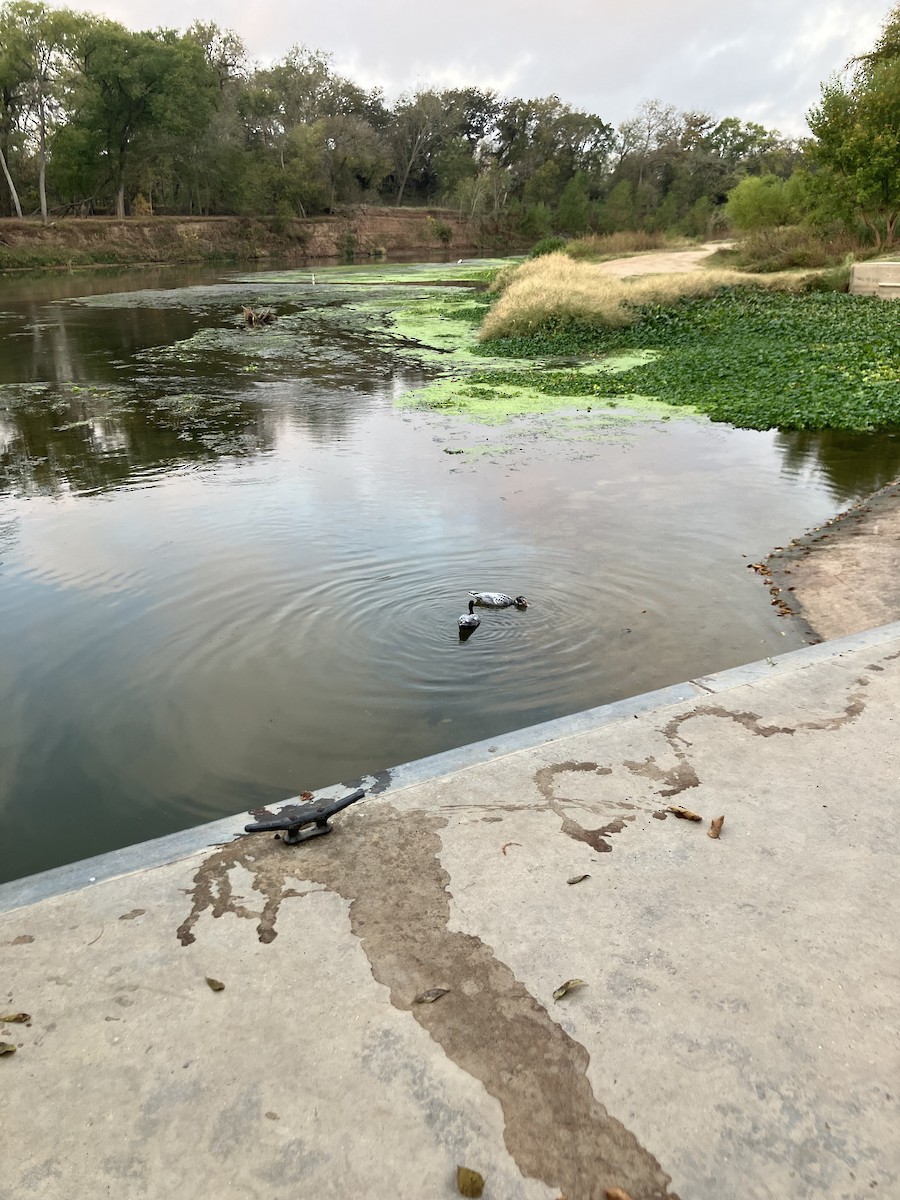 Muscovy Duck (Domestic type) - ML645548821