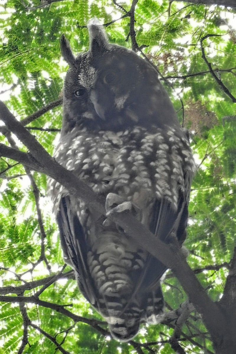 Stygian Owl - ML645548823