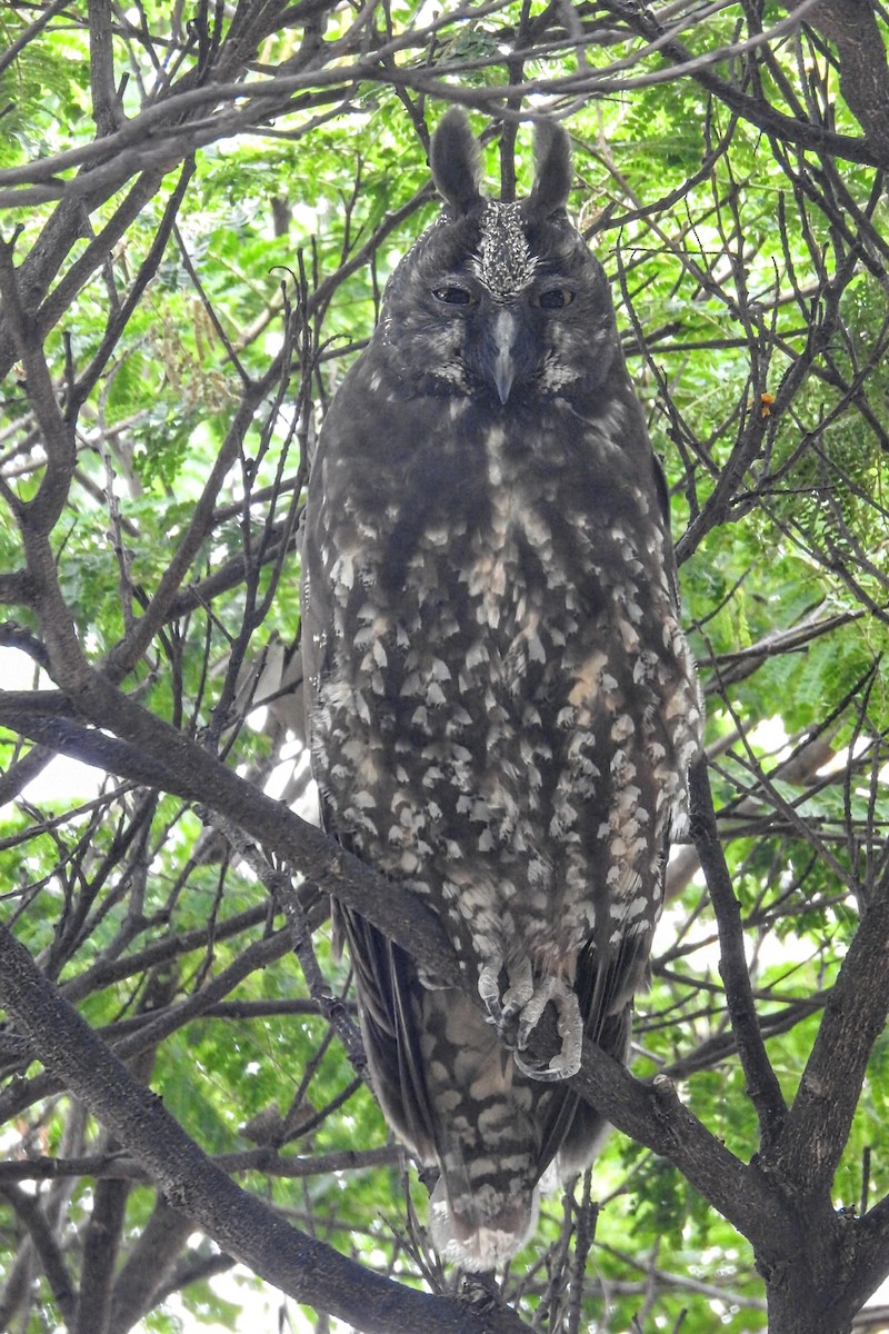 Stygian Owl - ML645548824