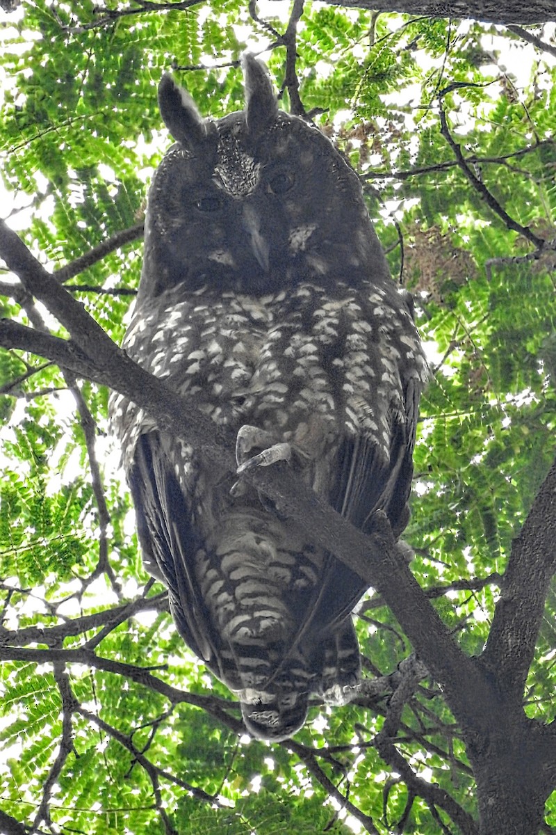 Stygian Owl - ML645548827