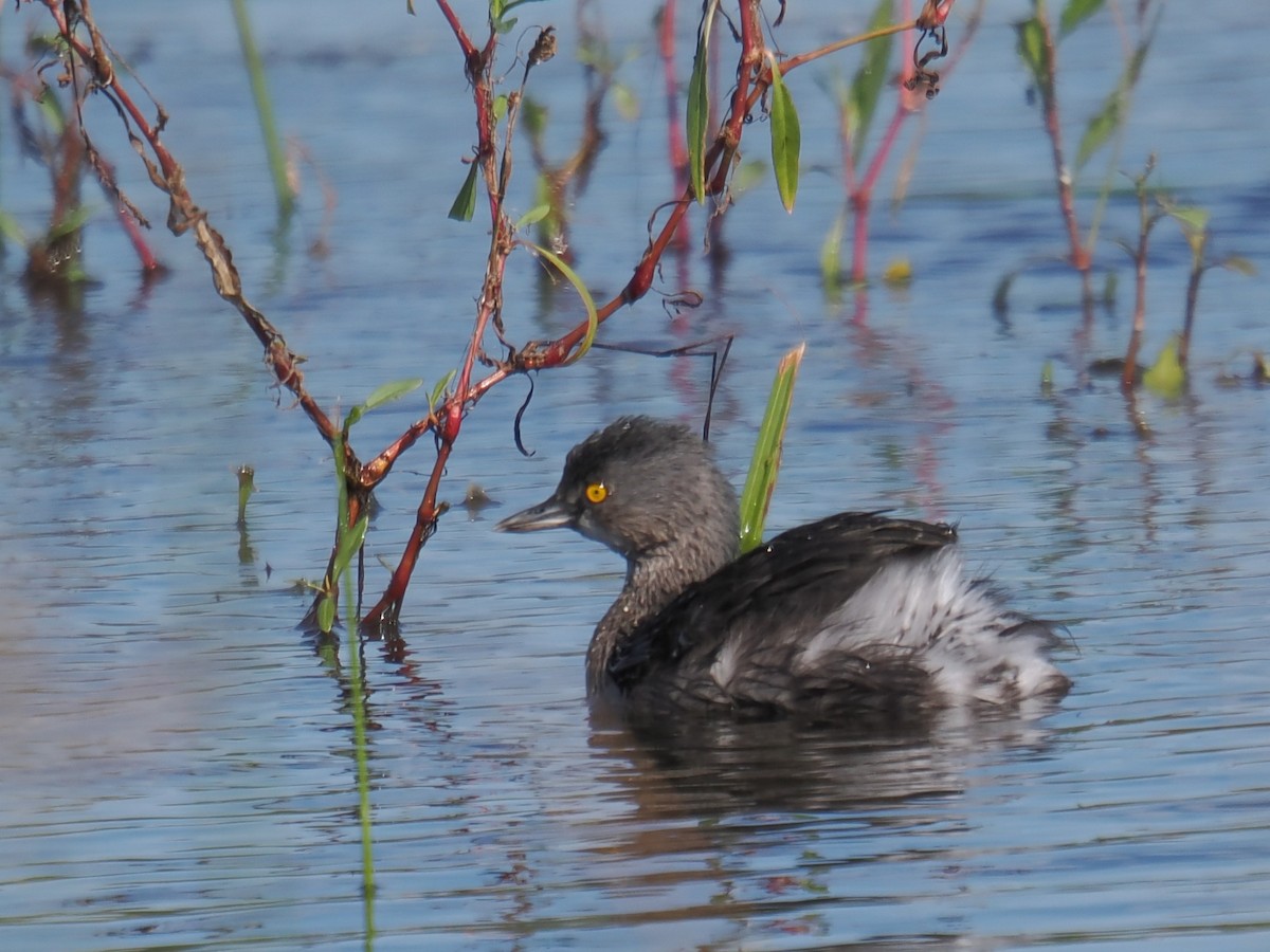 Least Grebe - ML645548834