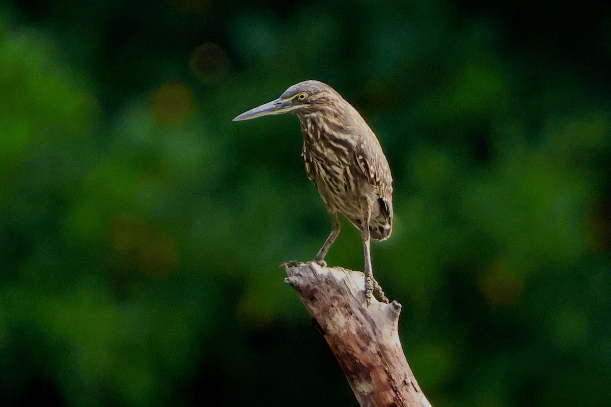 Little Heron - ML645548836