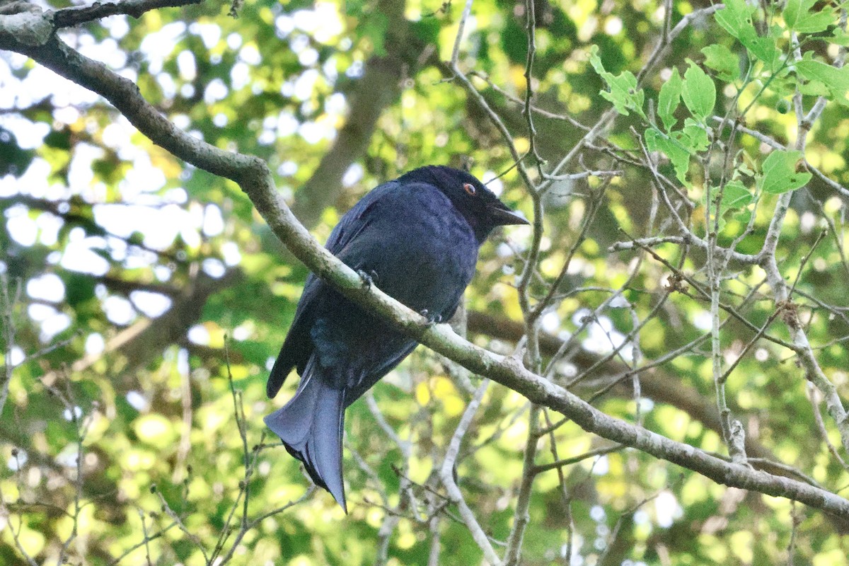 Прямохвостый дронго - ML645548838