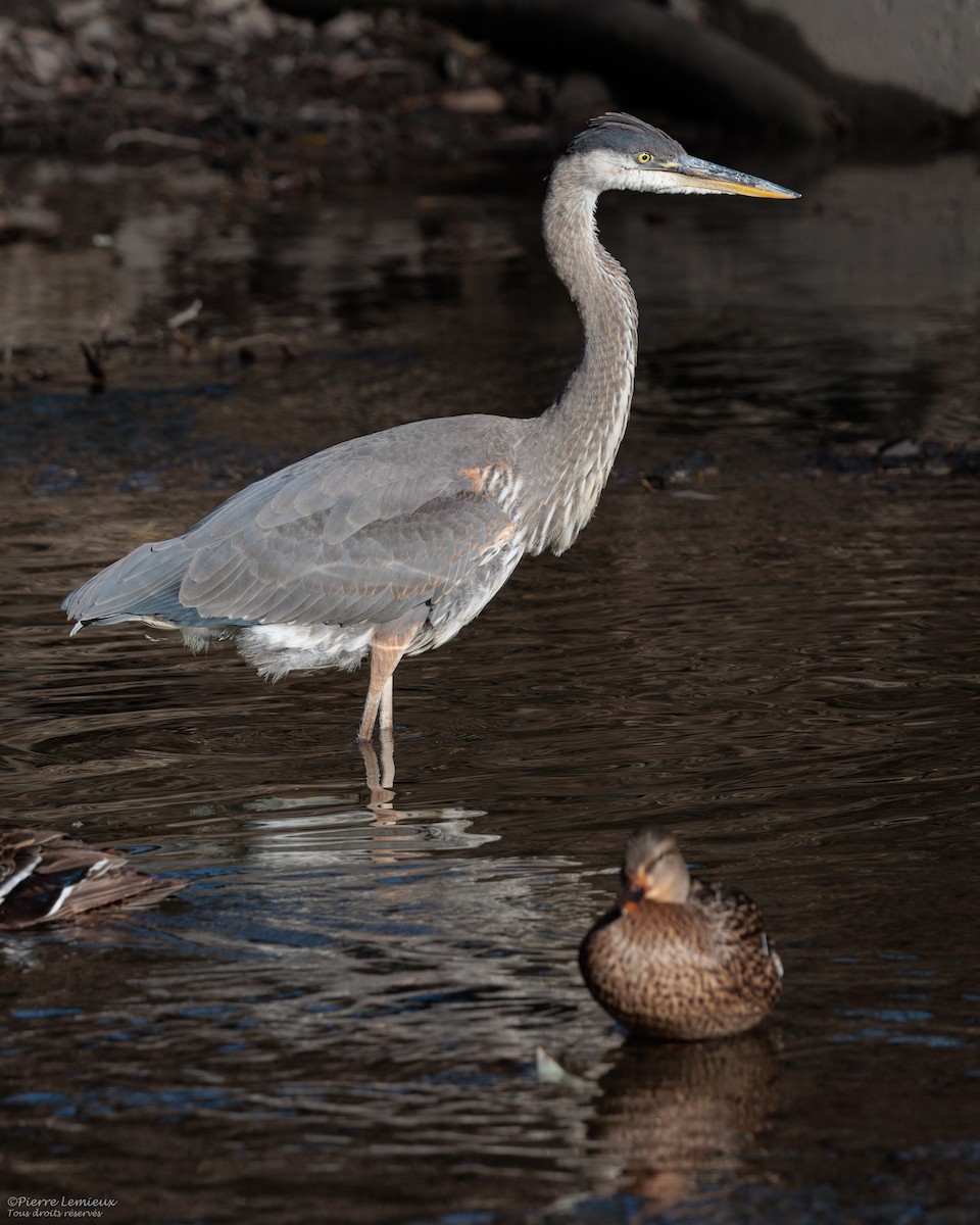 Большая голубая цапля - ML645548839