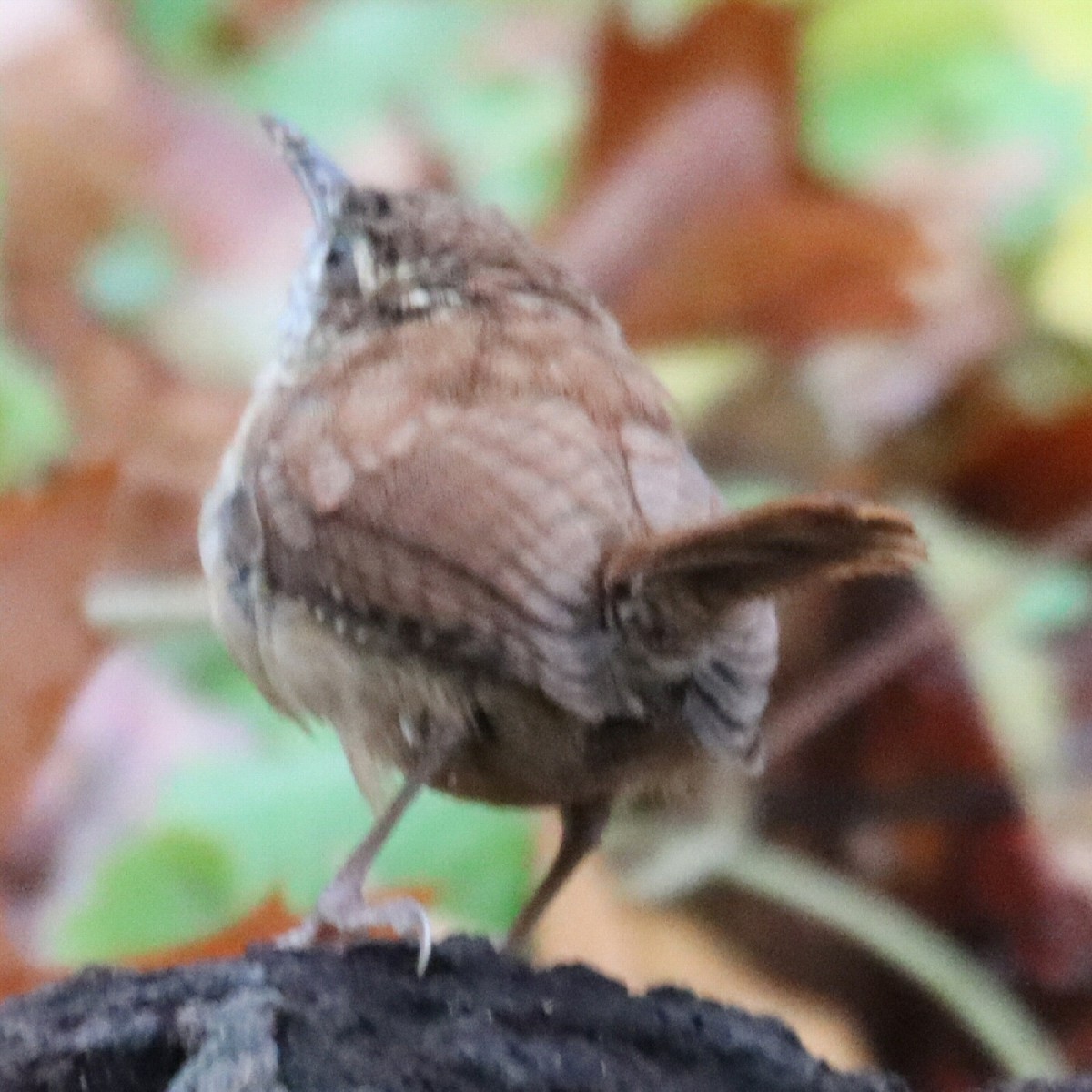 Каролинский крапивник - ML645548840