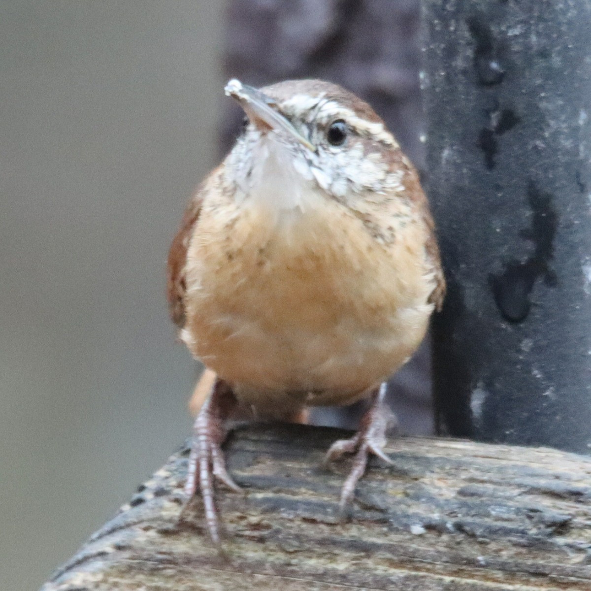 Каролинский крапивник - ML645548841