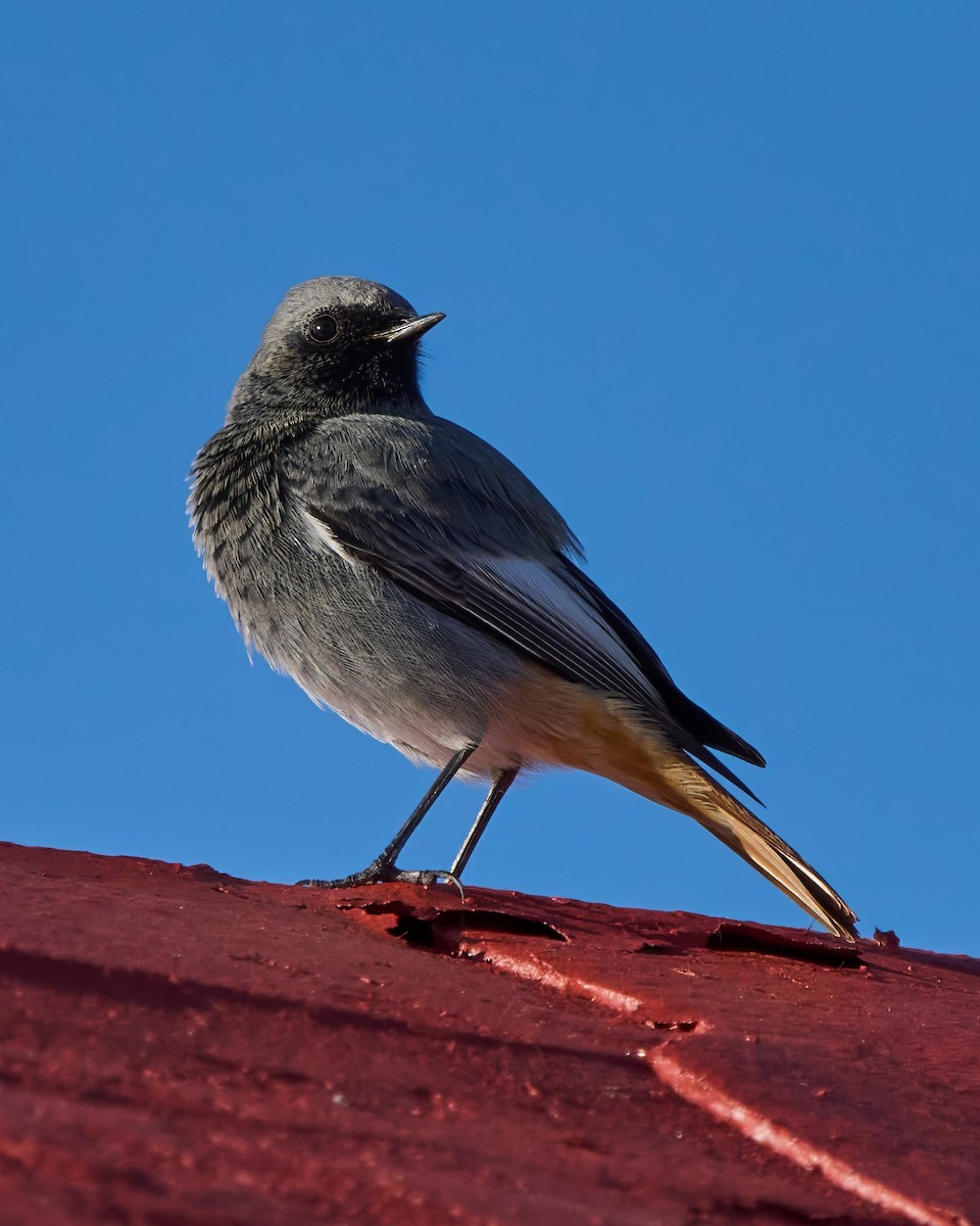 Черная горихвостка - ML645548842