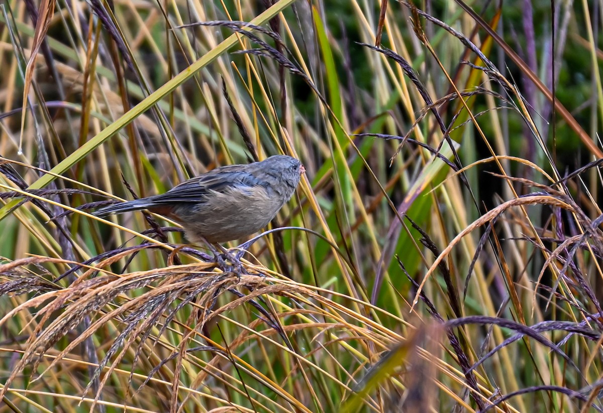 Невзрачный семеноед - ML645548847