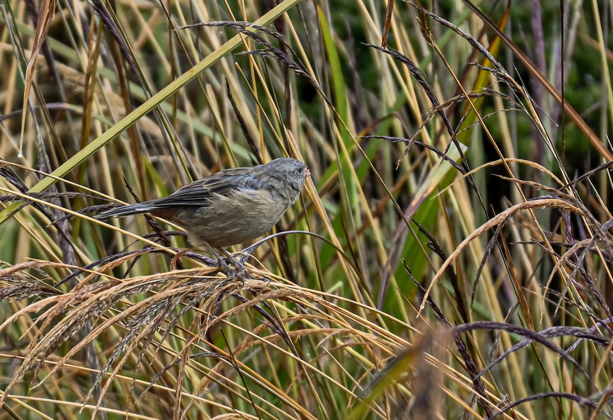 Невзрачный семеноед - ML645548849
