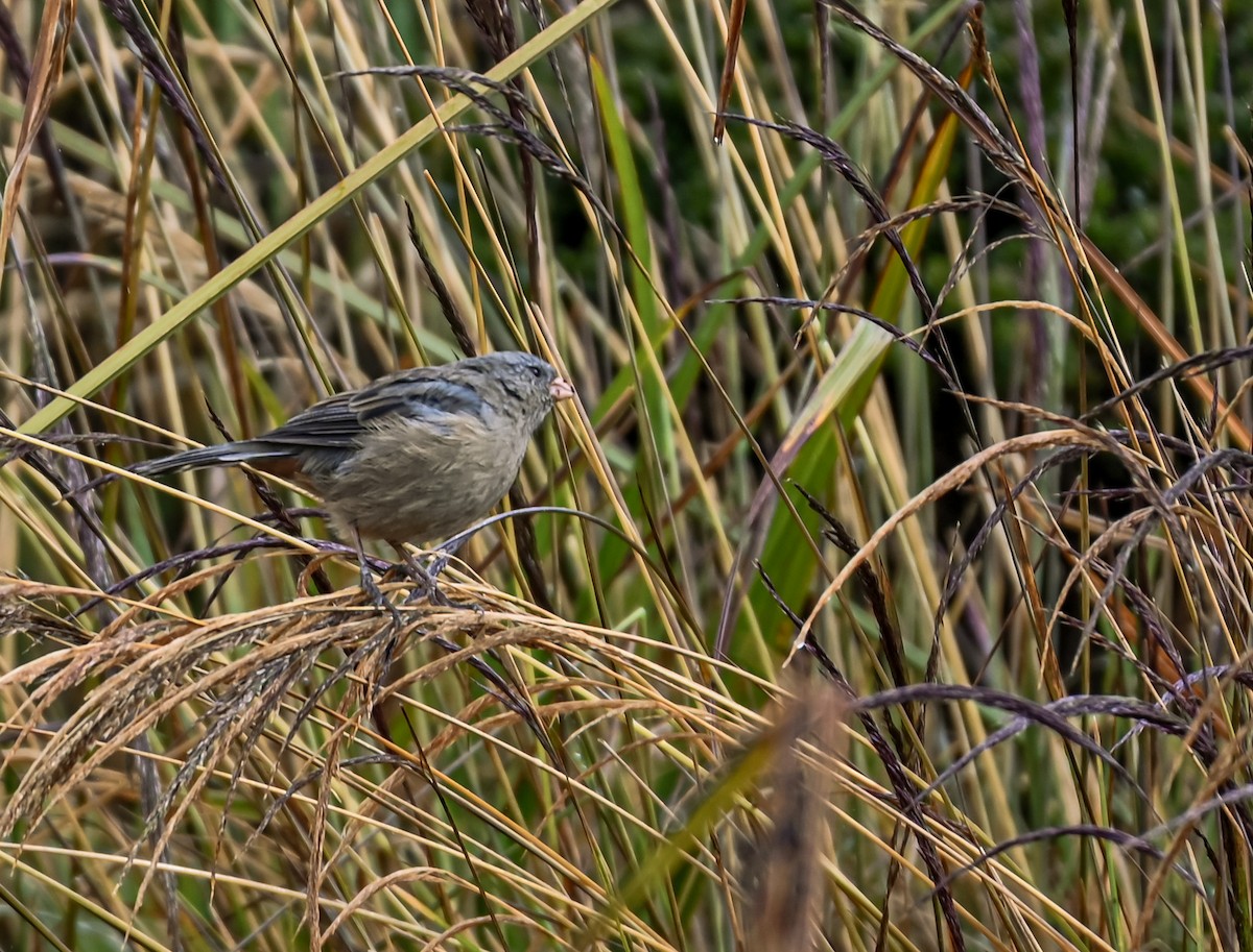 Невзрачный семеноед - ML645548850