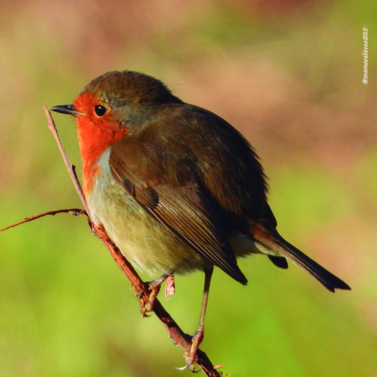 Зарянка - ML645548851