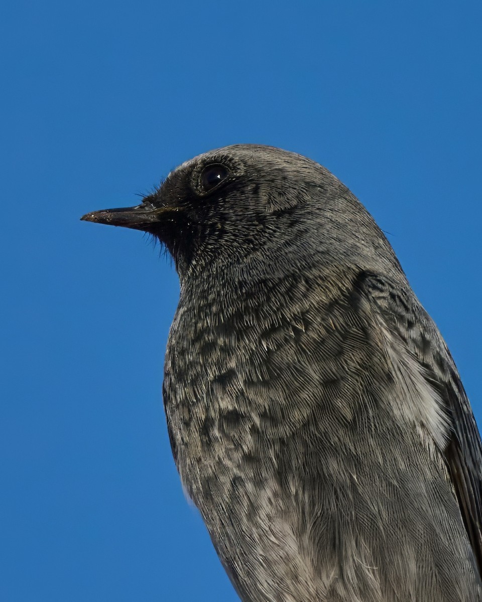 Черная горихвостка - ML645548852