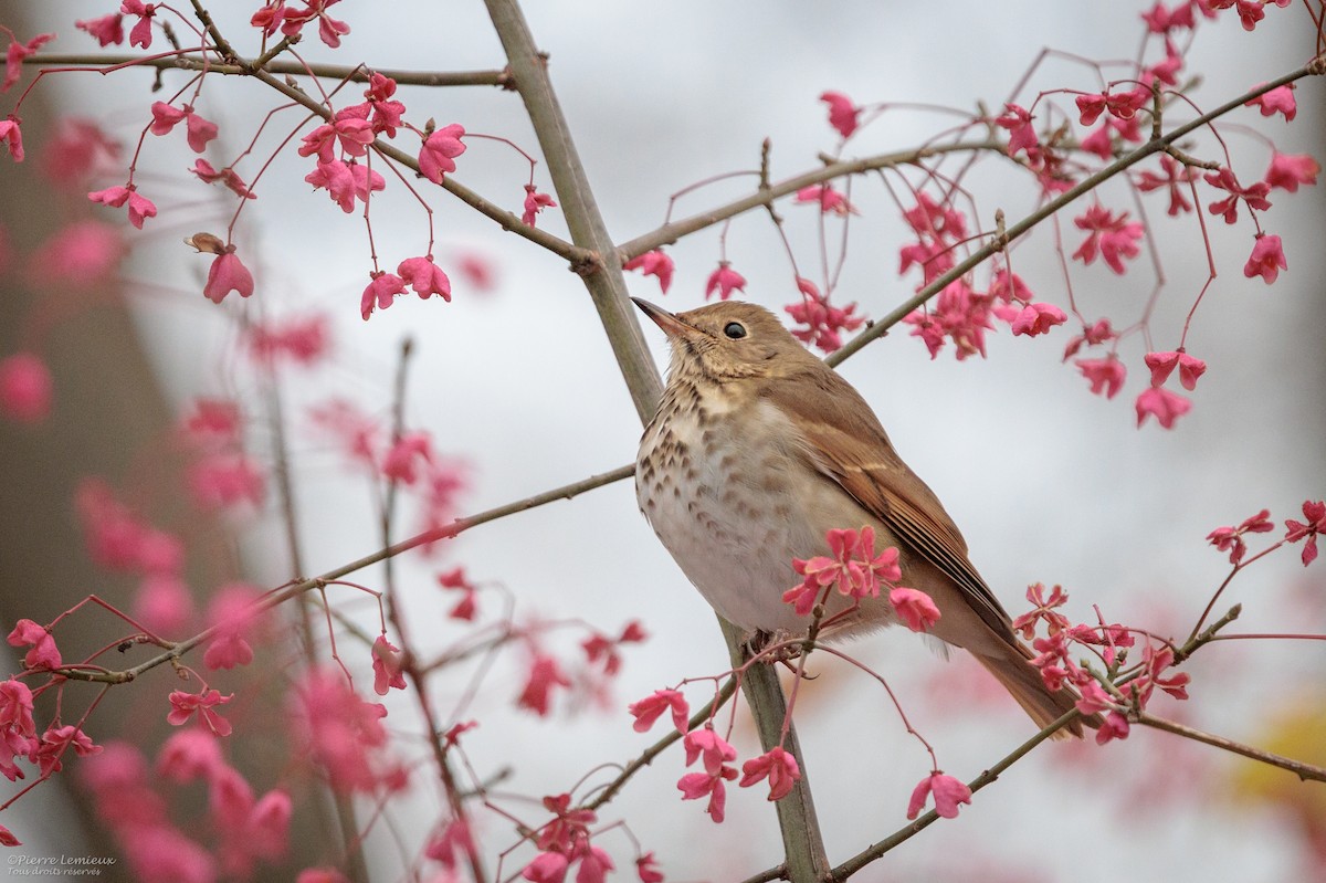 Дрозд-отшельник - ML645548854