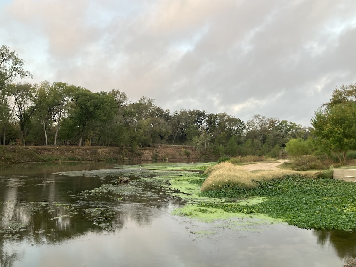 Большая белая цапля - ML645548855