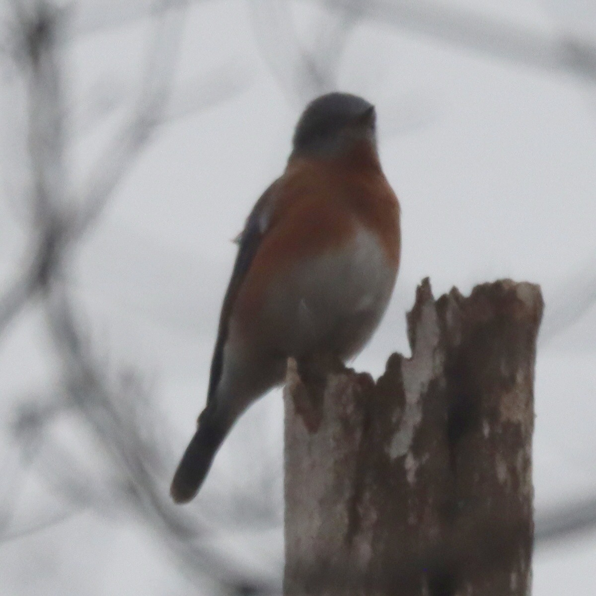 Восточная сиалия - ML645548857