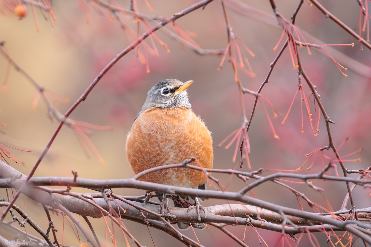 Странствующий дрозд - ML645548859