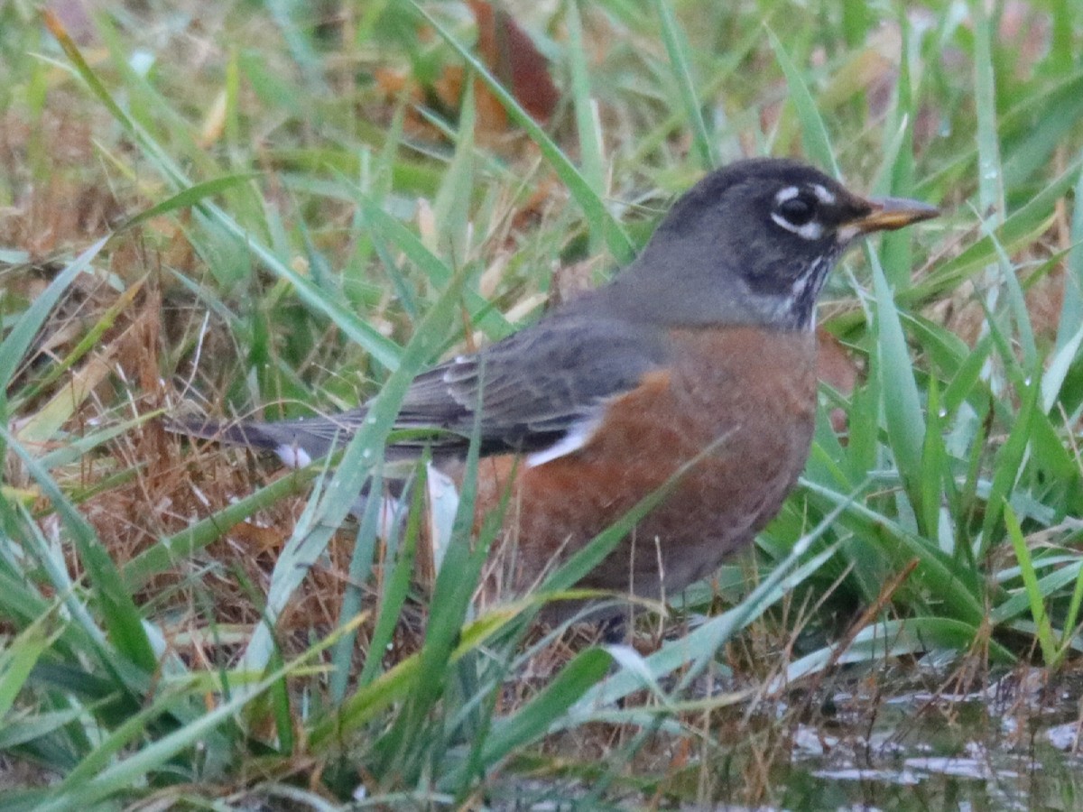 Странствующий дрозд - ML645548860