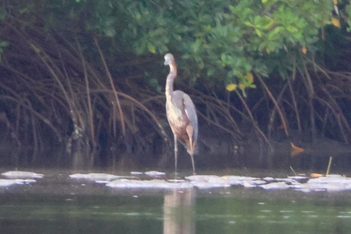 Цапля-голиаф - ML645548861