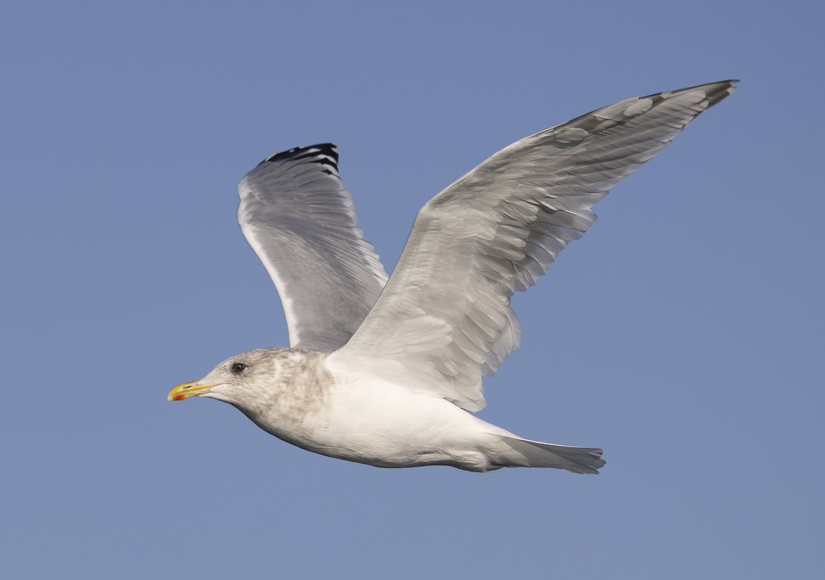 Iceland Gull (Thayer's) - ML645548862