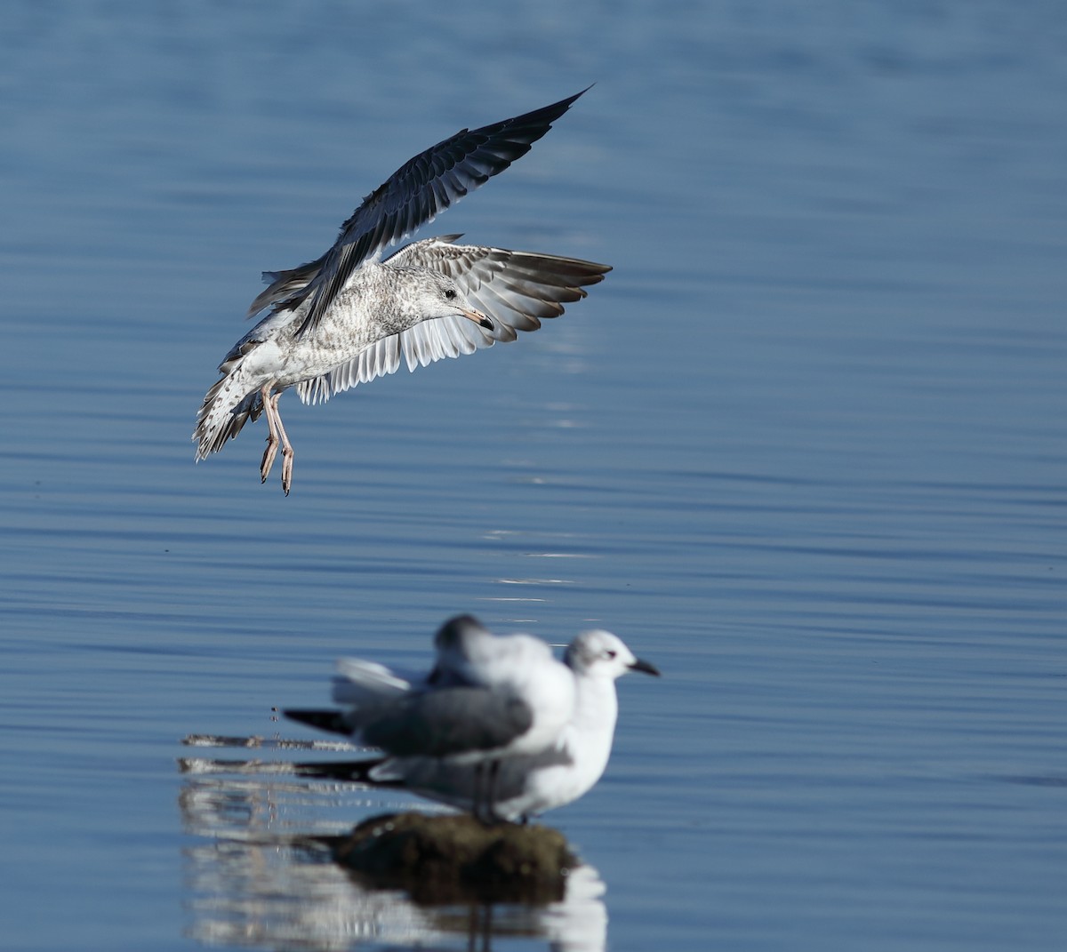 Делавэрская чайка - ML645548864