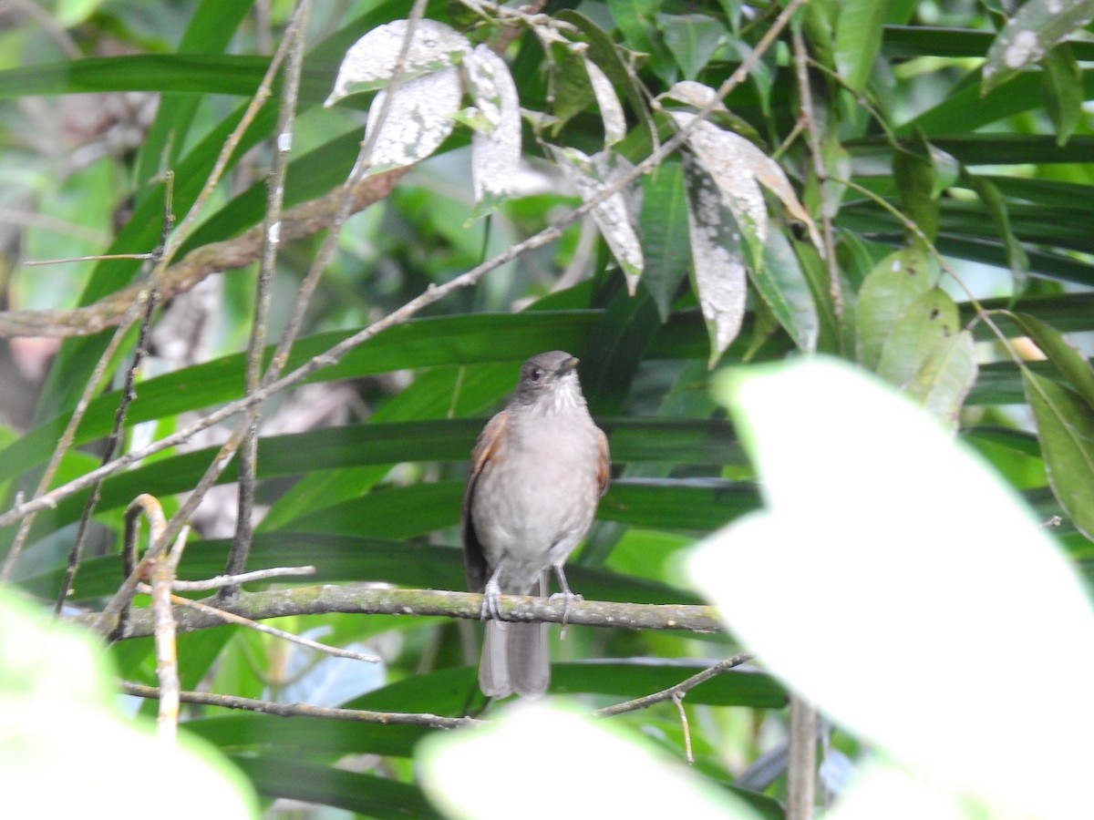 Zorzal Sabiá - ML645548866