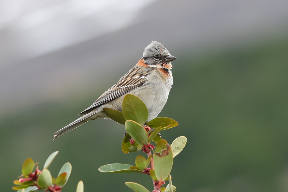 Рыжешейная зонотрихия - ML645548867