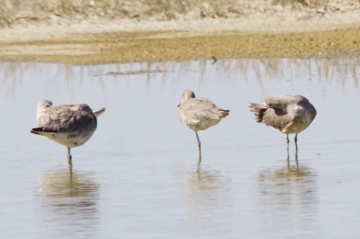 Перепончатопалый улит - ML645548868