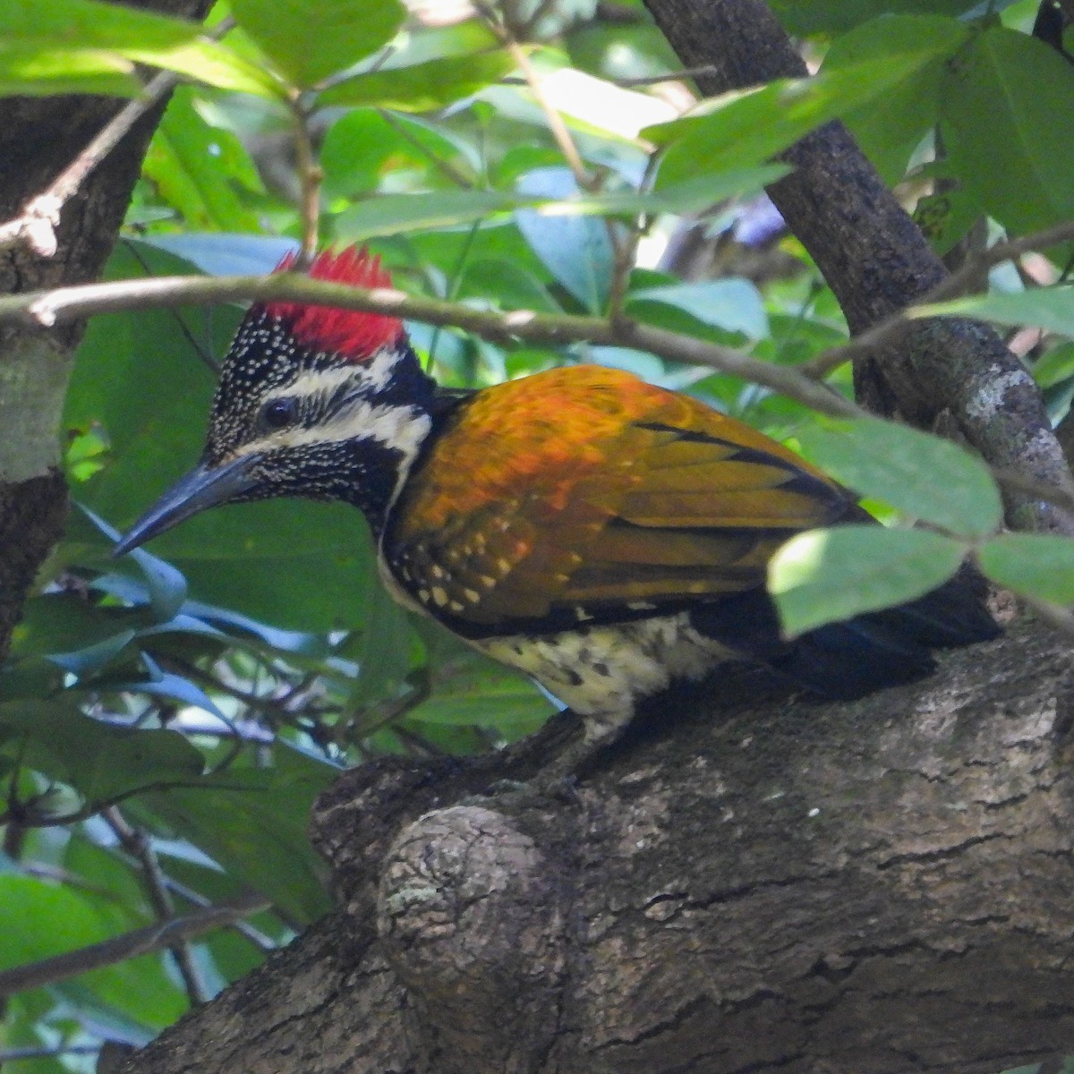 Бенгальский дятел-султан - ML645548869