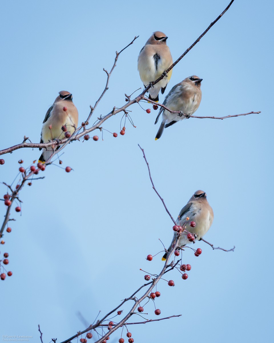 Кедровый свиристель - ML645548871