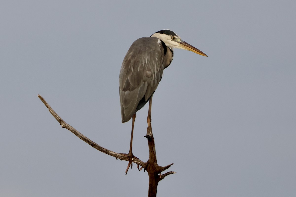 Серая цапля - ML645548872
