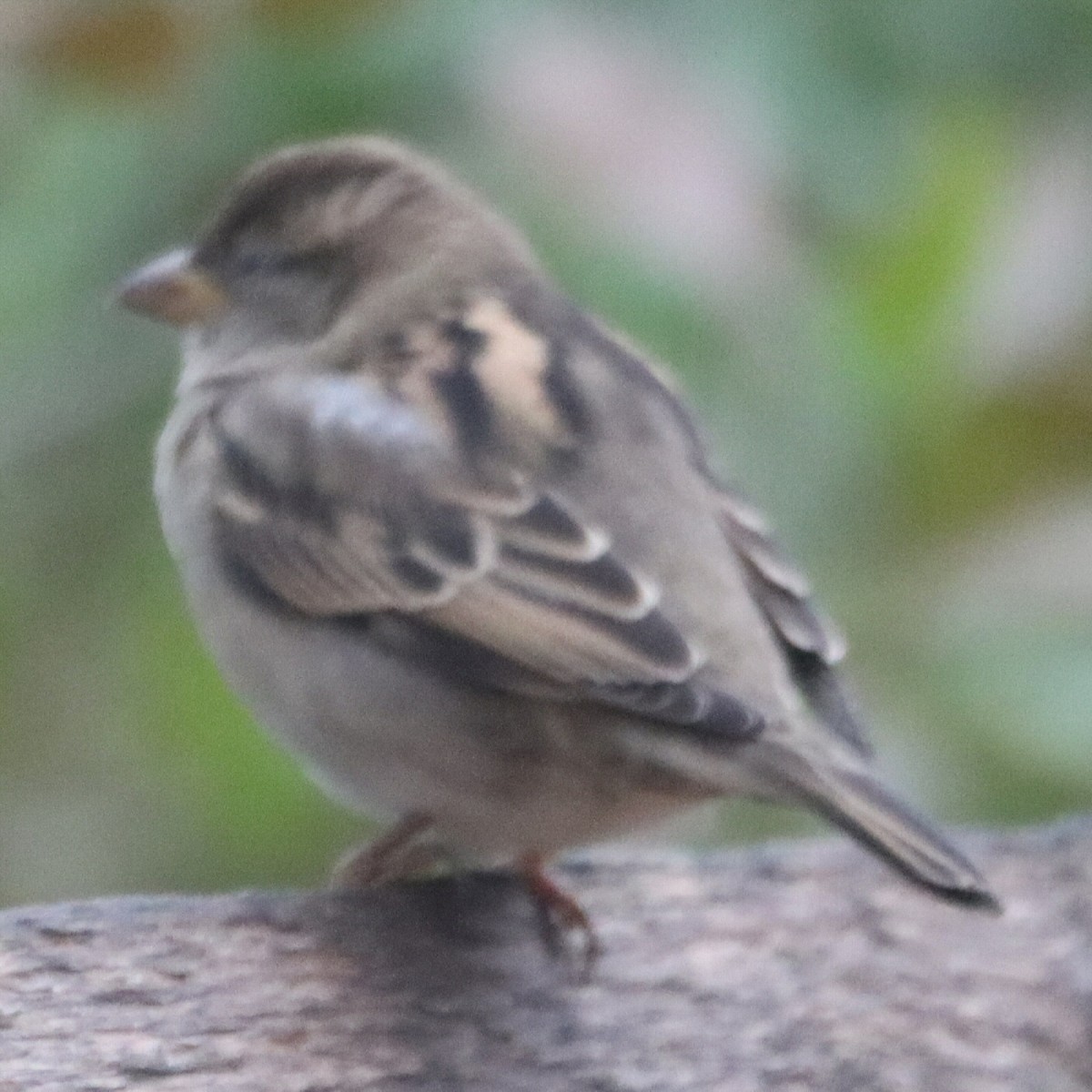 Домовый воробей - ML645548873