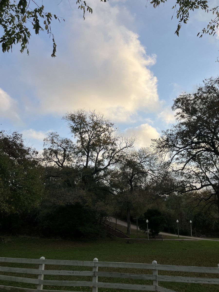 Красноплечий канюк - ML645548875