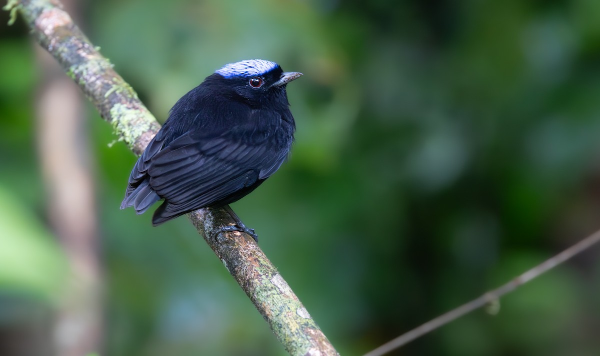 Velvety Manakin - ML645548876