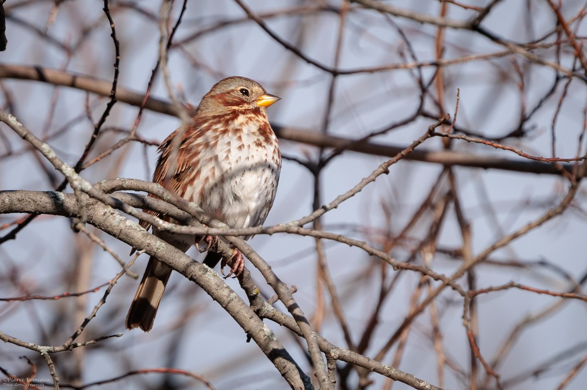 Пестрогрудая овсянка - ML645548878