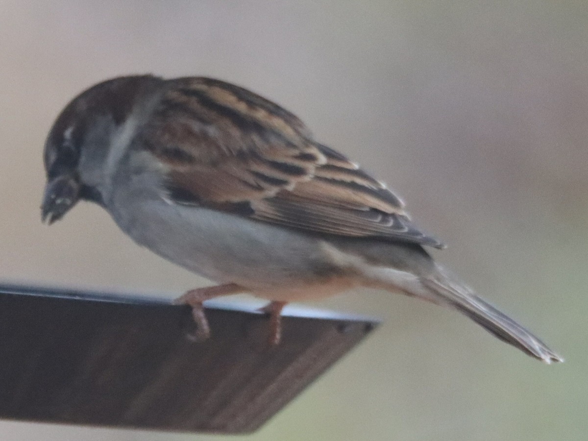 Домовый воробей - ML645548879