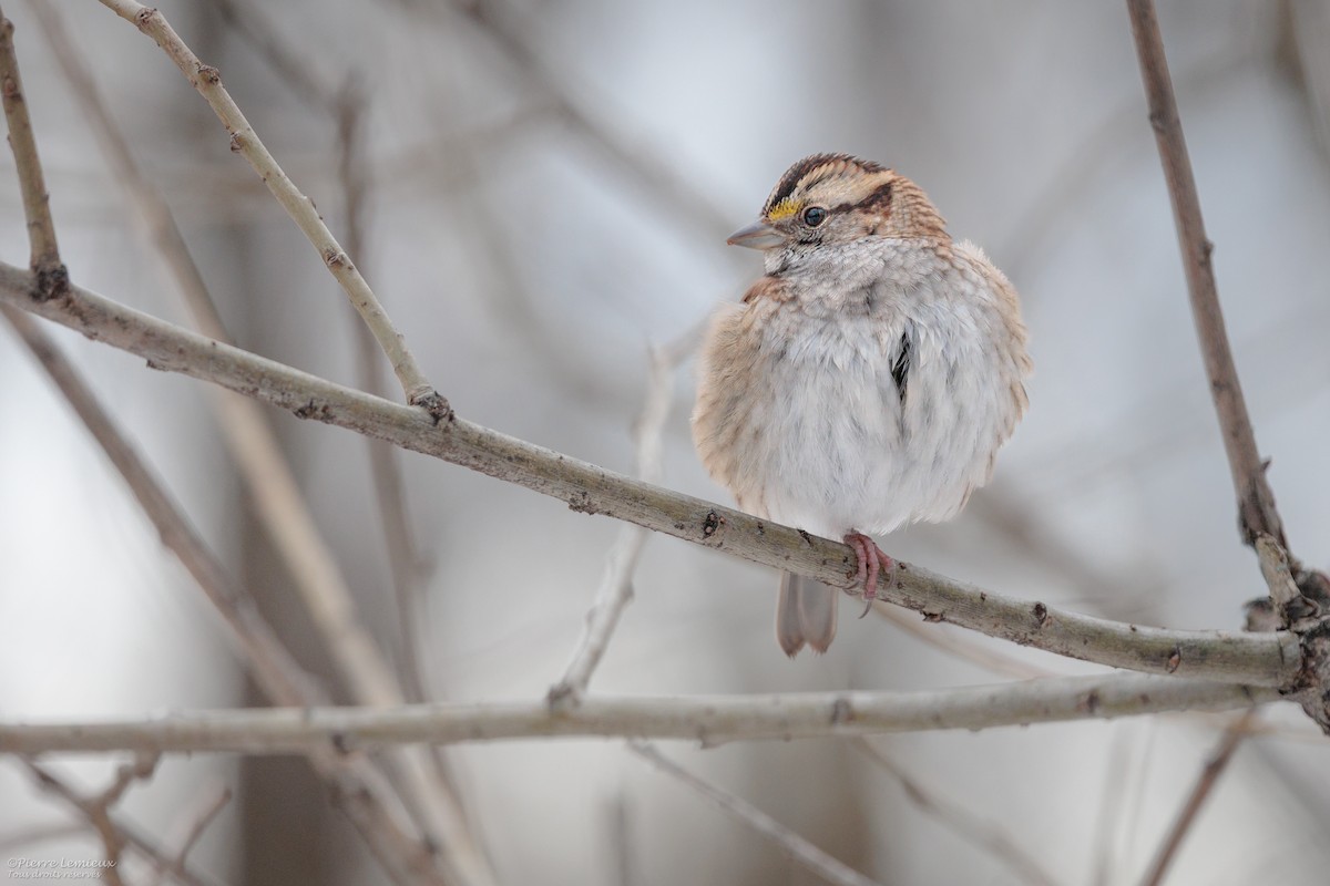 White-throated Sparrow - ML645548882