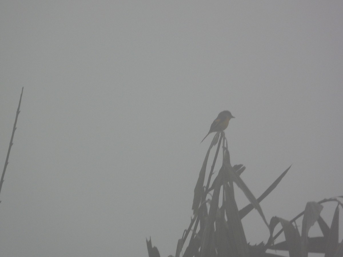 Личинкоїд сірощокий - ML645548889