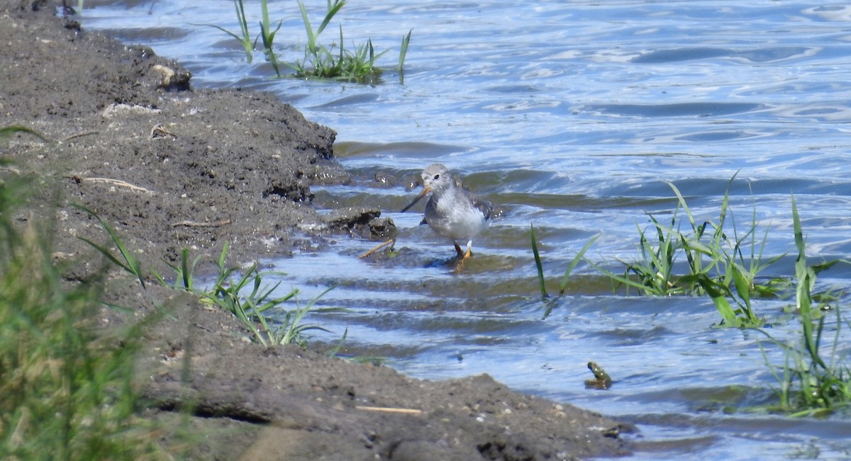 vodouš malý - ML645548894