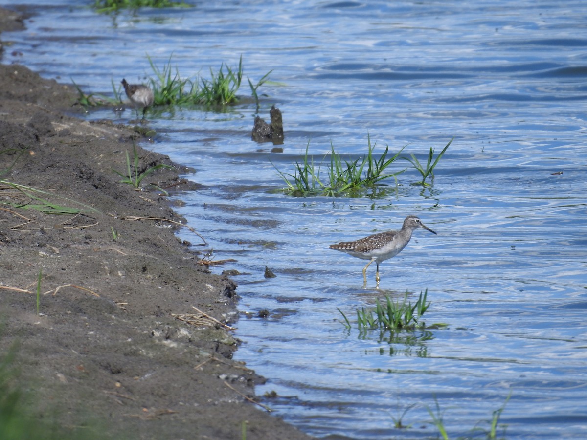 タカブシギ - ML645548897