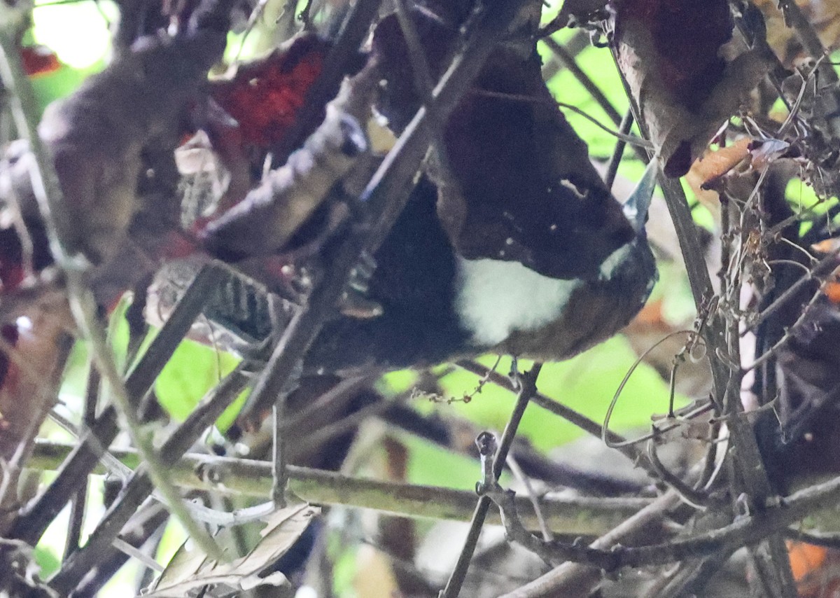 Black-bellied Wren - ML645548898