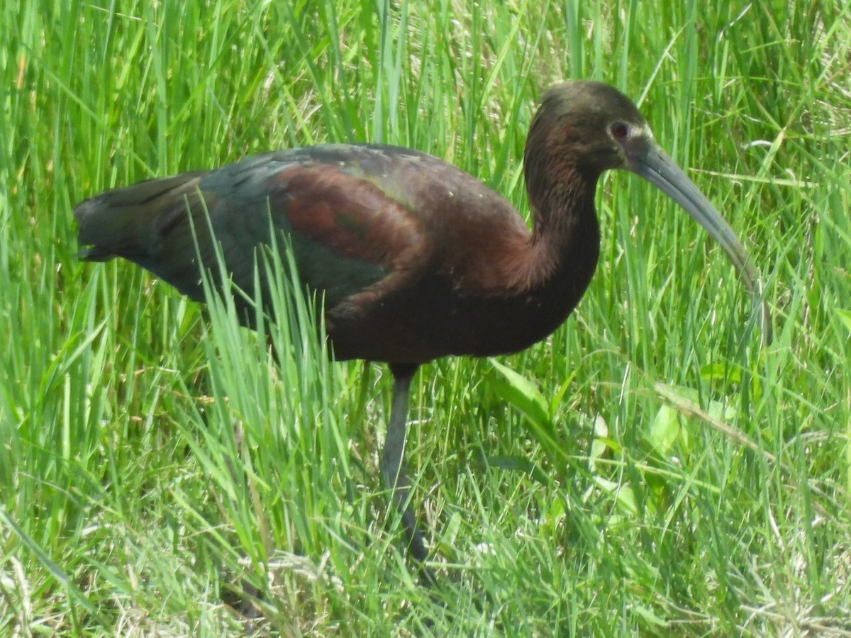 hvitgrimeibis - ML645548903
