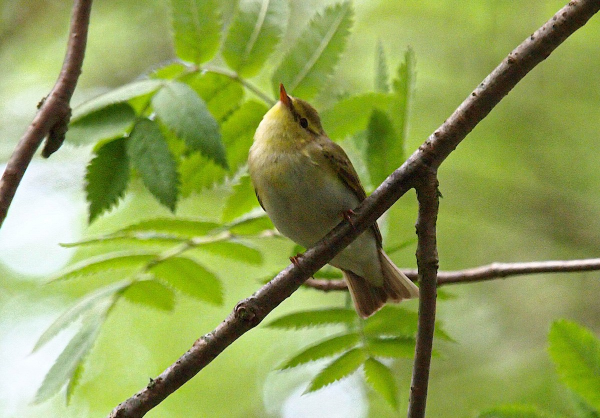 Пеночка-трещотка - ML645548913