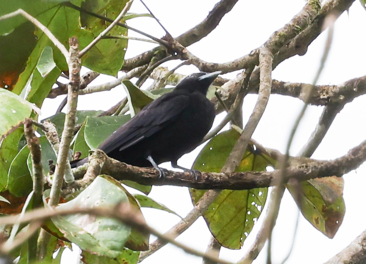 マエカケカザリドリ - ML645548917