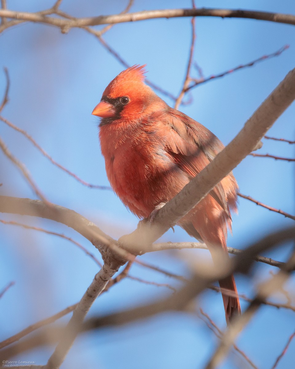 ショウジョウコウカンチョウ - ML645548919
