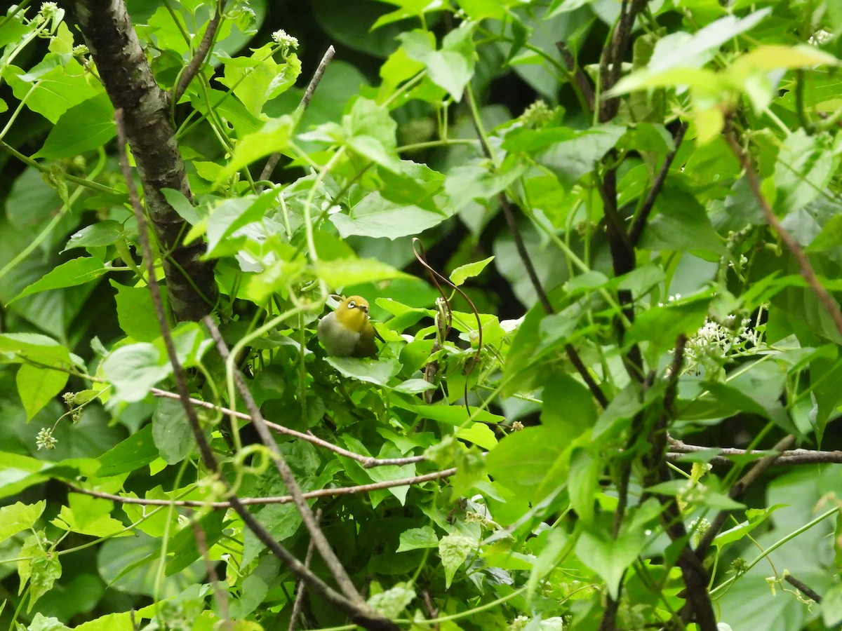 ミナミメジロ - ML645548936