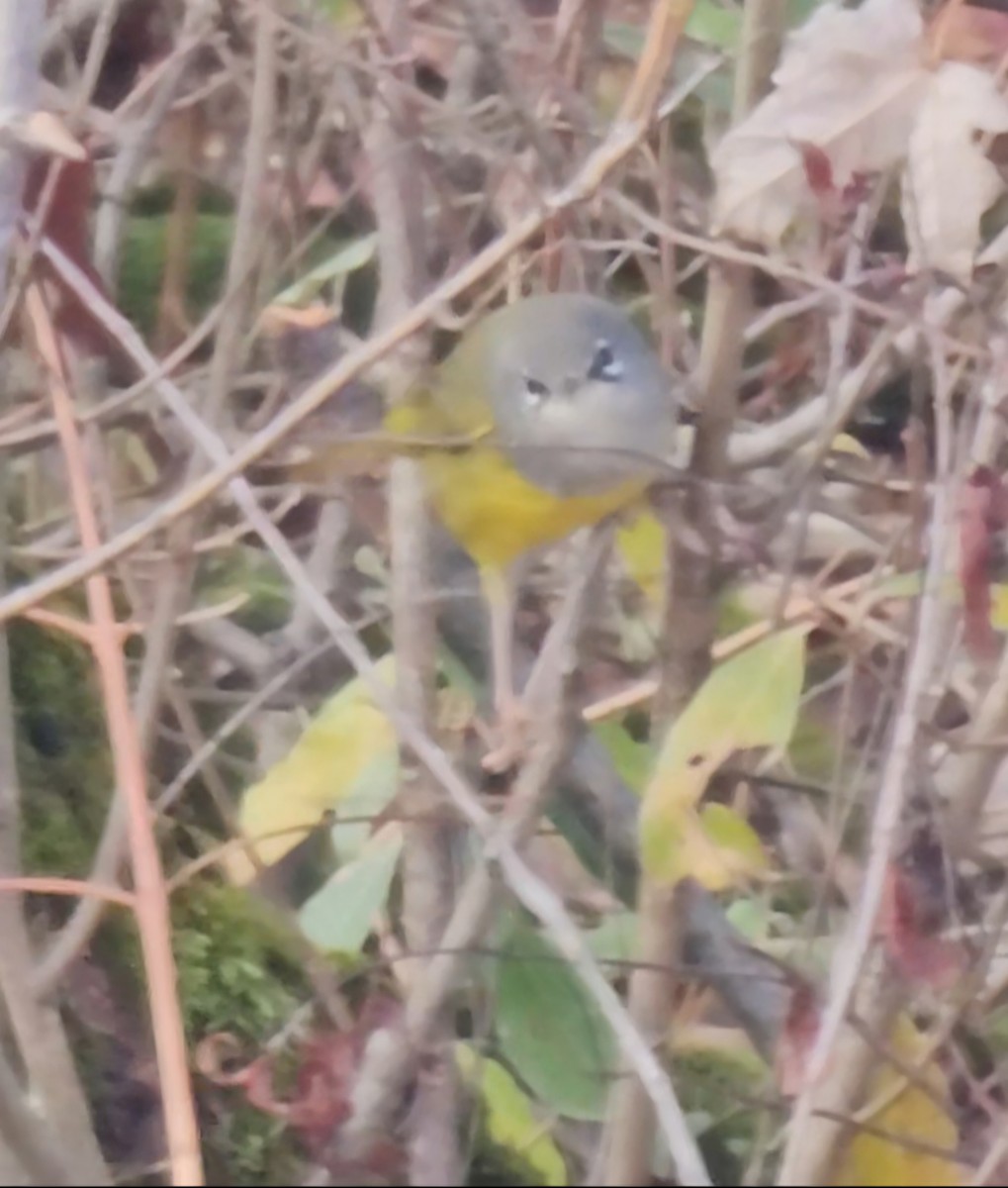 MacGillivray's Warbler - ML645548937