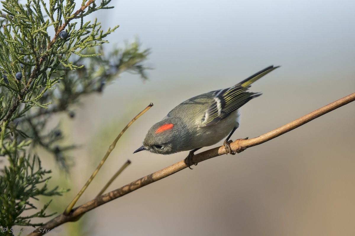 ルビーキクイタダキ - ML645548938